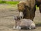 Bactrian camel baby soon after birth in a zoo