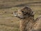 Bactrian camel baby soon after birth in a zoo