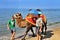 Bactrian camel on the beach
