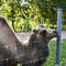 Bactrian camel behind the wire fence