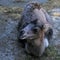 Bactrian camel calf