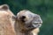 Bactrian camel (Camelus bactrian)