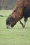 Bactrian Camel - Camelus bactrianus