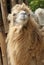 Bactrian Camel - Camelus bactrianus