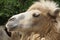 Bactrian Camel - Camelus bactrianus