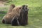 Bactrian Camel - Camelus bactrianus