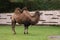 Bactrian Camel - Camelus bactrianus