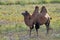 Bactrian camel or Camelus bactrianus