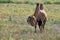 Bactrian camel or Camelus bactrianus