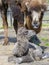 Bactrian camel (Camelus bactrianus) calf