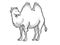 Bactrian Camel or Camelus Bactrianus Endangered Wildlife Cartoon Mono Line Drawing