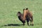 Bactrian Camel, camelus bactrianus on grass