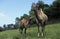 Bactrian Camel, camelus bactrianus on grass