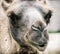 Bactrian camel - Camelus bactrianus - humorous closeup portrait