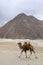 The Bactrian camel, Camelus bactrianus, is a large, even-toed ungulate native to the steppes of Central Asia, Pangong Lake, Jammu