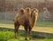 Bactrian camel Camelus bactrianus mammal animal
