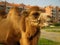Bactrian camel Camelus bactrianus mammal animal
