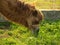 Bactrian camel Camelus bactrianus mammal animal eating grass