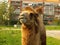 Bactrian camel Camelus bactrianus mammal animal eating grass