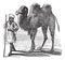 Bactrian camel or Camelus bactrianus vintage engraving