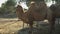 Bactrian camel chews hay. Camels in an African zoo under the open sky. Animals outside the will