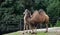 Bactrian camel - domestic female on pasture, in the rain