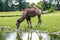 A Bactrian camel drinking across the field