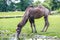 A Bactrian camel drinking across the field