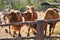 Bactrian camel eatting