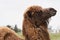 Bactrian camel family. Camel and camel colt on farm, outdoors