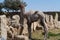 Bactrian camel family. Camel and camel colt on farm, outdoors