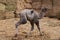 Bactrian camel family. Camel on camel farm with haystacks