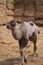 Bactrian camel family. Camel on camel farm with haystacks