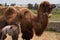 Bactrian camel family. Camel on camel farm with haystacks