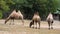 Bactrian camel family in the zoo.