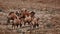 Bactrian Camel in the Gobi desert, Mongolia. A herd of Animals on the pasture