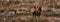 Bactrian Camel in the Gobi desert, Mongolia. A herd of Animals on the pasture