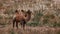 Bactrian Camel in the Gobi desert, Mongolia. A herd of Animals on the pasture