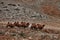 Bactrian Camel in the Gobi desert, Mongolia. A herd of Animals on the pasture