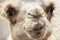 Bactrian camel humorous closeup portrait