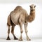 Bactrian camel isolated on white background. 3D illustration.