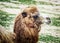 Bactrian camel looking into the camera, animal portrait