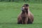 Bactrian camel lying down