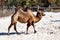 Bactrian Camel. Mammal and mammals. Land world and fauna. Wildlife and zoology
