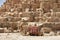 The Bactrian camel near foot of Great Khufu pyramid