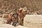 The Bactrian camel near foot of Great Khufu pyramid