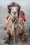 Bactrian Camel in Nubra valley, Ladakh, North India