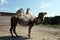 Bactrian camel at the Ostrich Ranch contact zoo in Barnaul