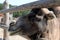 Bactrian camel at the Ostrich Ranch contact zoo in Barnaul