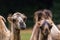 Bactrian camel pair